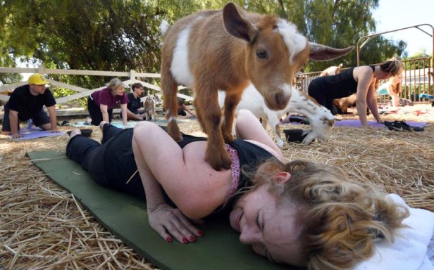 Goatyoga1a.jpg